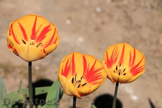 Devostock Tulips Spring Flamed Garden