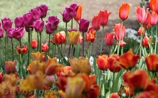 Devostock Tulips Spring Floral Garden