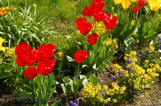 Devostock Tulips Spring Garden Flowers 0