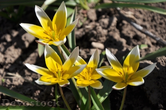 Devostock Tulips Spring Garden Flowers