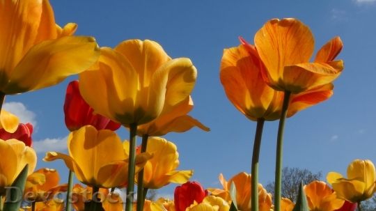 Devostock Tulips Spring Garden Sunshine