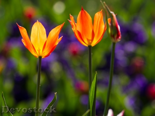 Devostock Tulips Spring Light Colorful 2