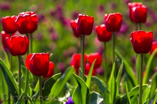 Devostock Tulips Spring Light Colorful 6
