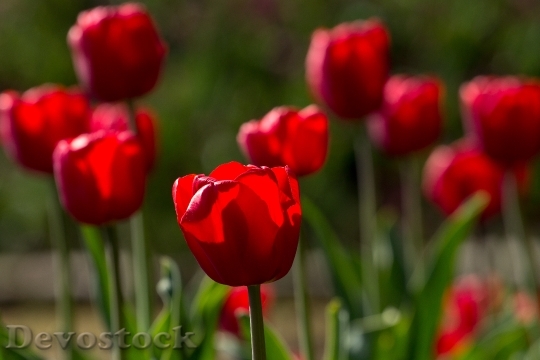 Devostock Tulips Spring Light Colorful