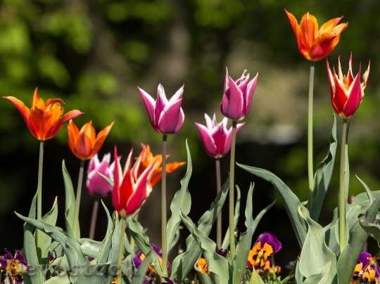 Devostock Tulips Spring Light Colorful 9