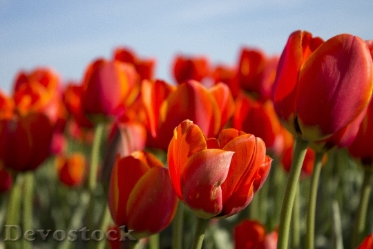 Devostock Tulips Spring Netherlands 733059