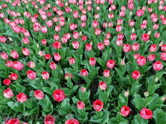 Devostock Tulips Spring Spring Flower