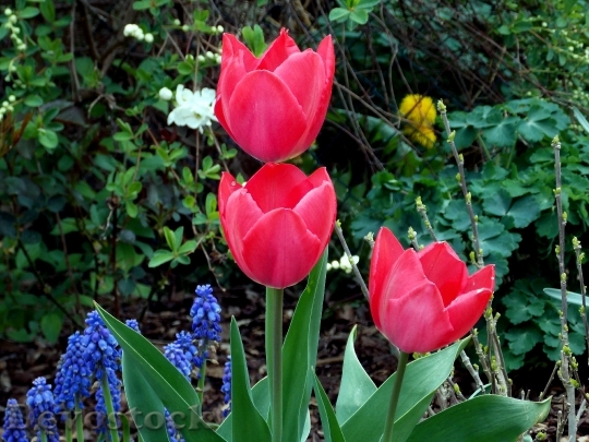 Devostock Tulips Spring Spring Flowers 2