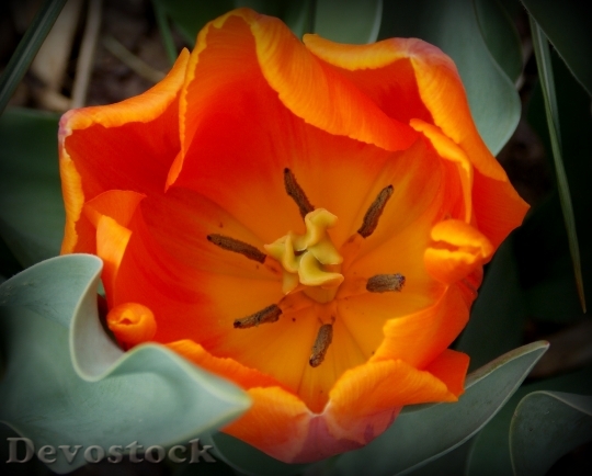 Devostock Tulips Spring Spring Flowers