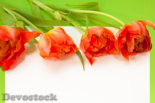 Devostock Tulips Spring Text Box