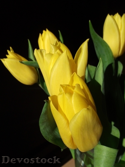 Devostock Tulips Spring Yellow 1068868
