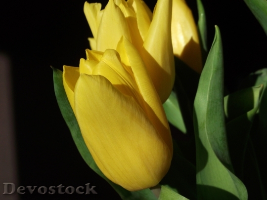 Devostock Tulips Spring Yellow 1068869