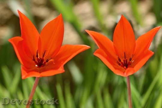Devostock Tulips Star Tulips Red 0