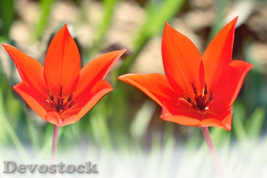 Devostock Tulips Star Tulips Red