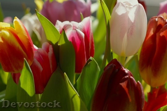 Devostock Tulips Strauss Sun Spring