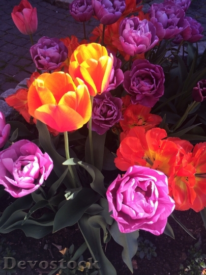 Devostock Tulips Sunlight Colorful 657968