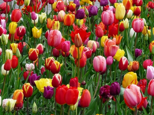 Devostock Tulips Tulip Bed Colorful 3