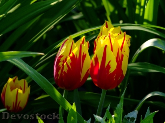 Devostock Tulips Tulip Bed Flowers
