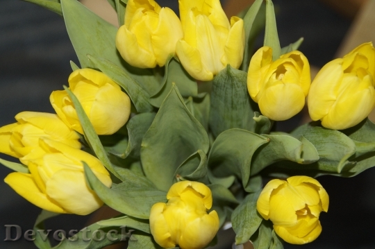 Devostock Tulips Tulip Bouquet Bouquet 1
