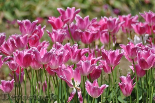 Devostock Tulips Tulip Farm Flowers 1