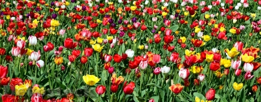 Devostock Tulips Tulip Field Tulpenbluete