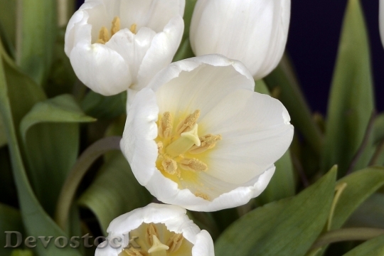 Devostock Tulips Tulip Flower Flowers 1