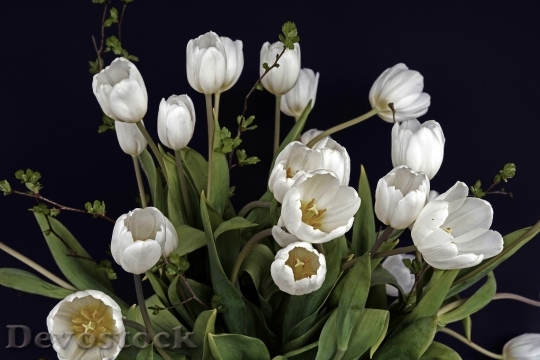 Devostock Tulips Tulip Flower Flowers 3