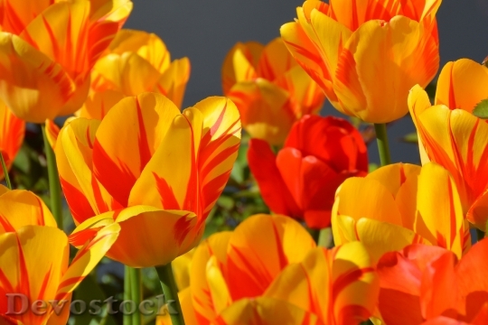 Devostock Tulips Tulip Flower Flowers 6
