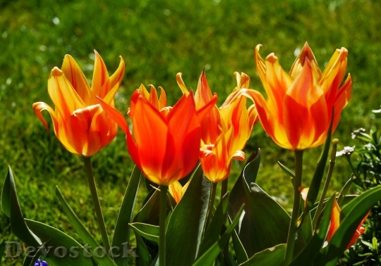 Devostock Tulips Tulpenbluete Spring Colorful