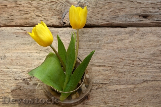 Devostock Tulips Vase Wood Spring