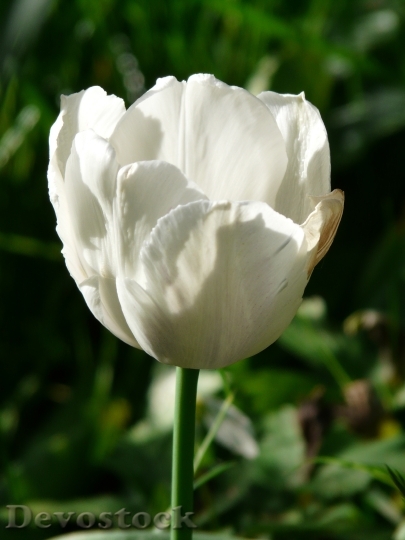 Devostock Tulips White Beautiful Tulpenbluete
