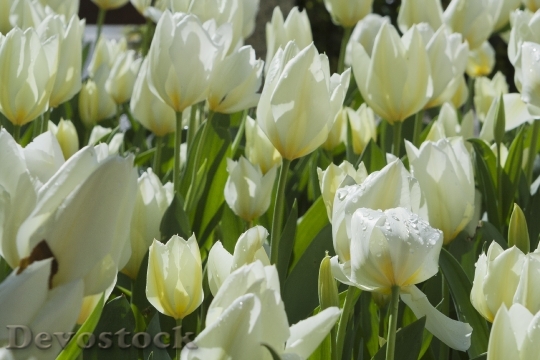 Devostock Tulips White Flora Garden