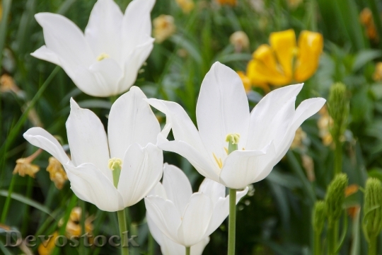 Devostock Tulips White Flower Bright