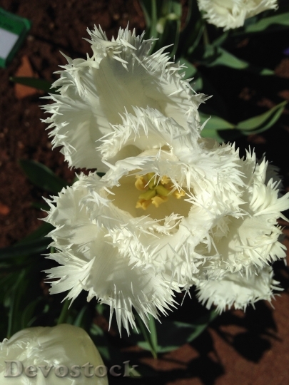 Devostock Tulips White Flower Spring