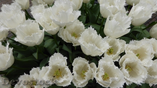 Devostock Tulips White Flowers 733283