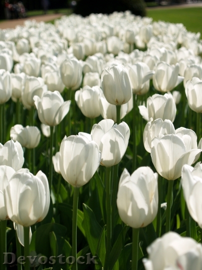 Devostock Tulips White Flowers Bed