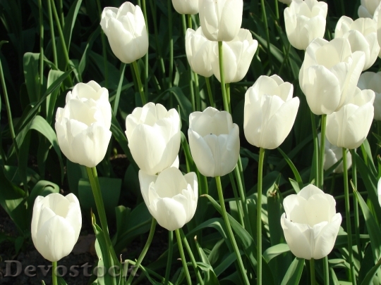 Devostock Tulips White Flowers Flora
