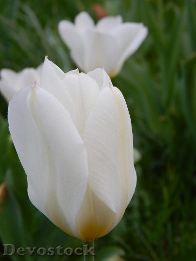 Devostock Tulips White Flowers Garden