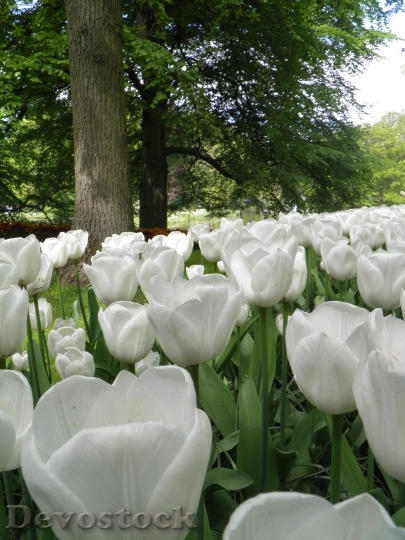 Devostock Tulips White Flowers Spring