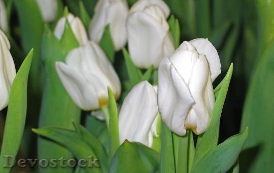 Devostock Tulips White Spring Blossom