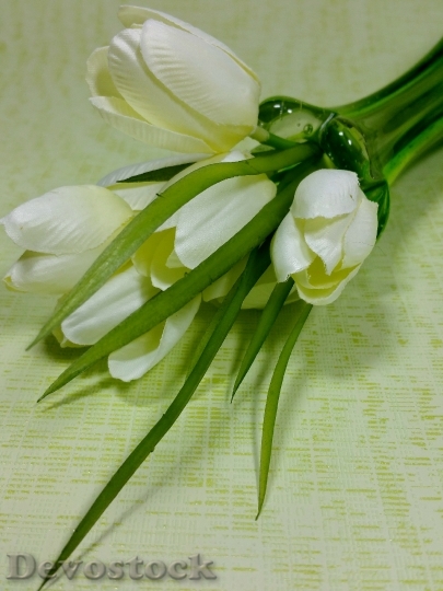 Devostock Tulips White Spring Flowers