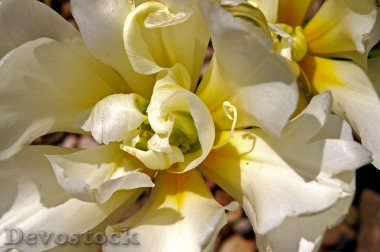 Devostock Tulips White Tulips White 9