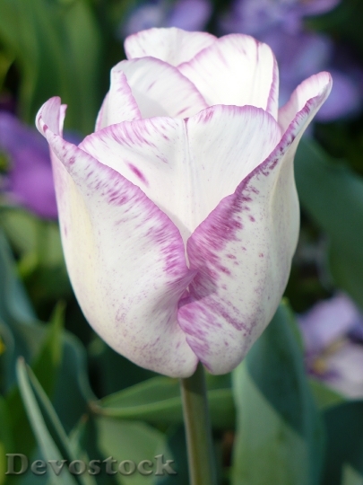 Devostock Tulips White Violet Petals