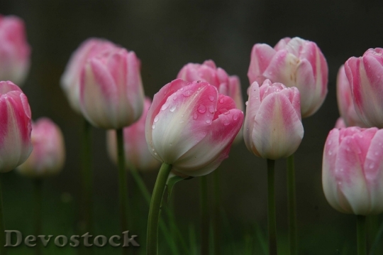 Devostock Tulips With Raindrop 699516