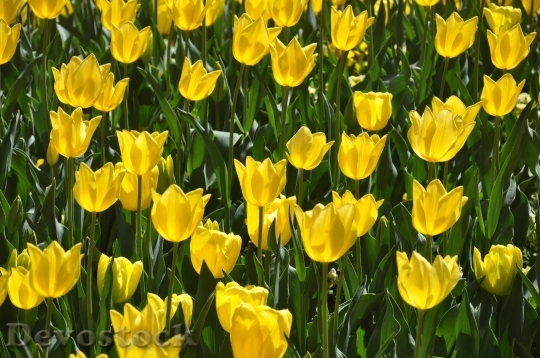 Devostock Tulips Yellow Bloom Flower