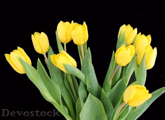 Devostock Tulips Yellow Bouquet Flowers