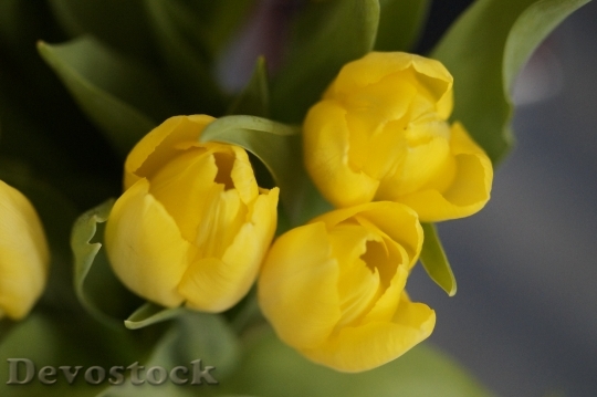 Devostock Tulips Yellow Flower Blossom 0
