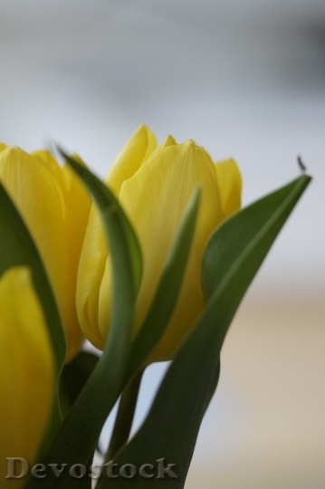 Devostock Tulips Yellow Flower Blossom 1