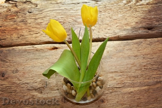 Devostock Tulips Yellow Flower Blossom 3