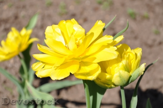 Devostock Tulips Yellow Flower Floral